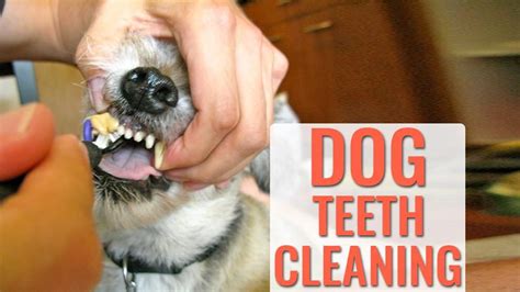 petsmart dental cleaning|professional dog teeth cleaning cost.